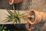 Aloe ferox RCP6-2020 (18).JPG